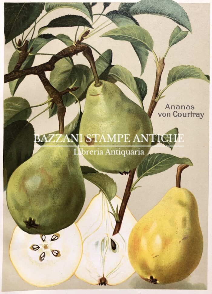 PERE - ANANAS VON COUNRTRAY