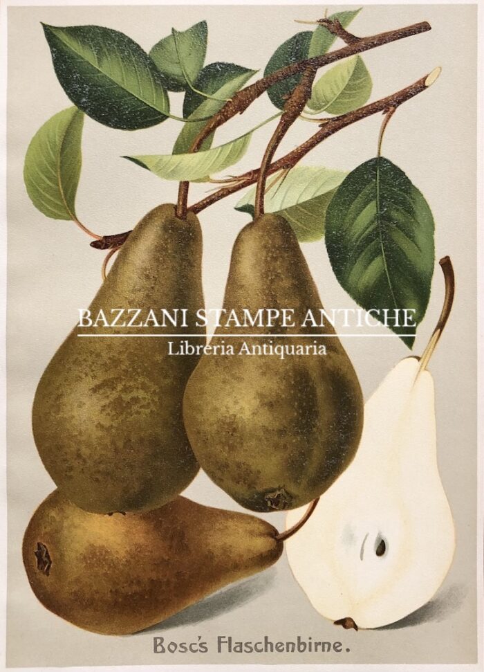 PERE - BOSC'S FLASCHENBIRNE