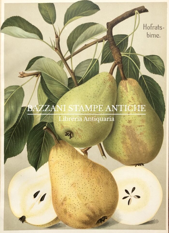 PERE - HOFRATSBIRNE