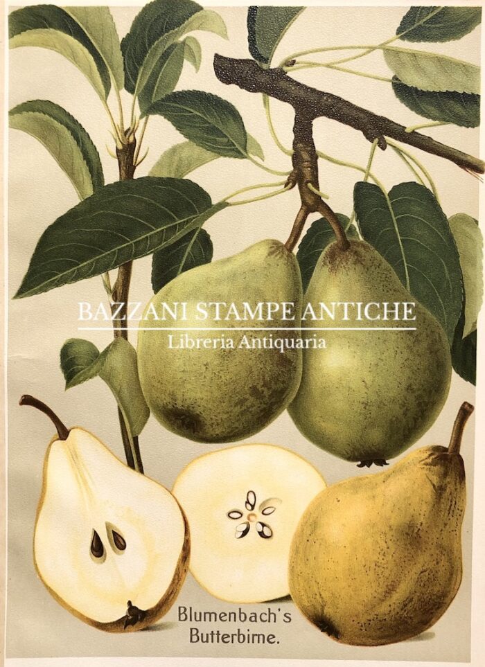 PERE - BLUMENBACH'S BUTTERBIRNE