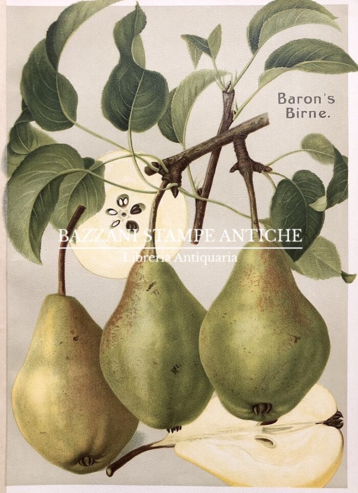 PERE - BARON'S BIRNE