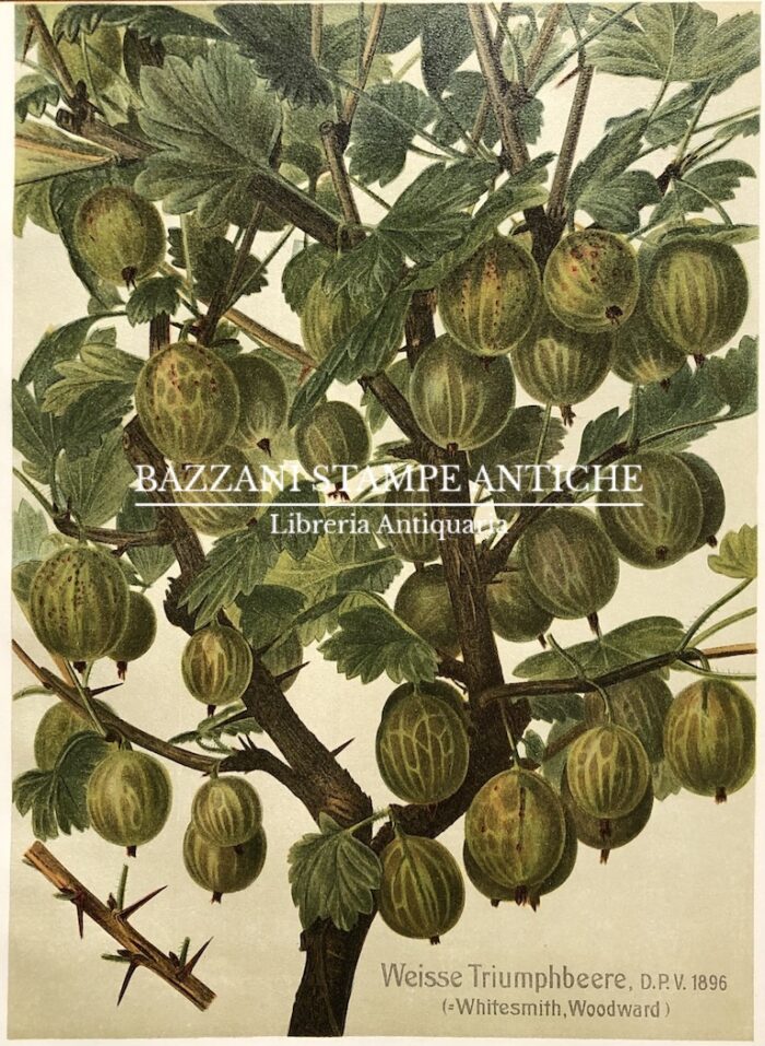 UVA SPINA - WEISSE TRIUMPHBEERE