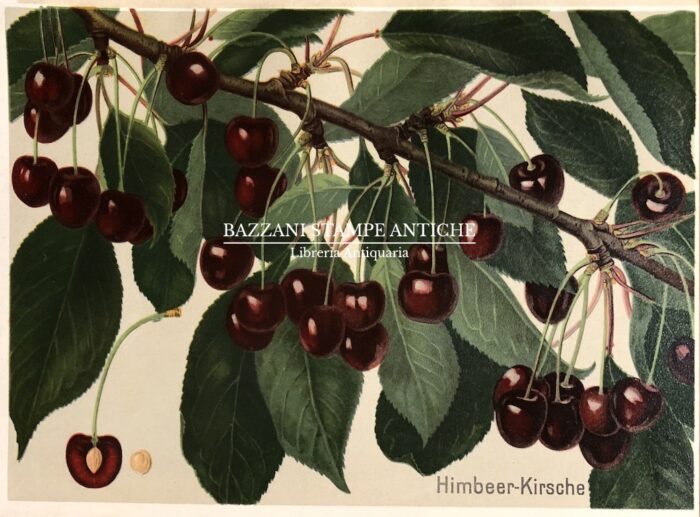 CILIEGIE - HIMBEER KIRSCHE