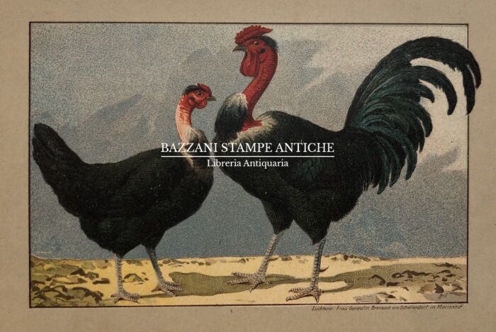 GALLO E GALLINA