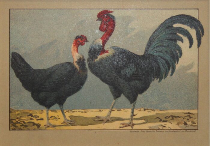 GALLO E GALLINA