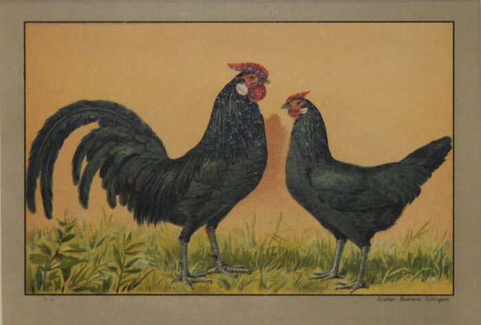 GALLO E GALLINA