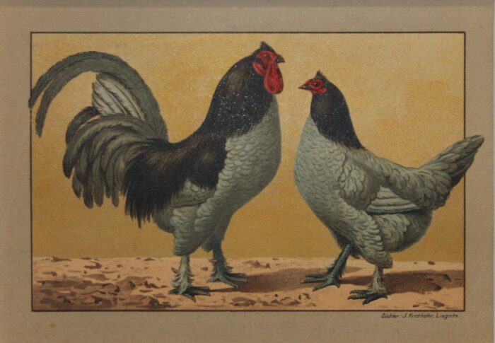 GALLO E GALLINA