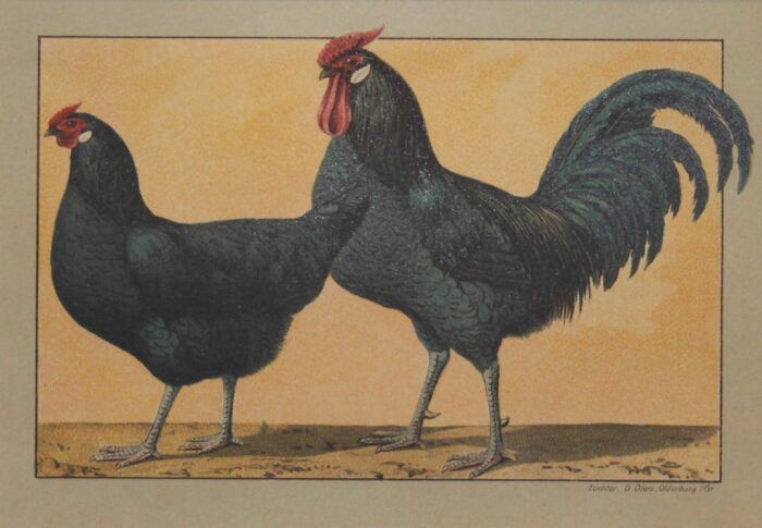 GALLO E GALLINA