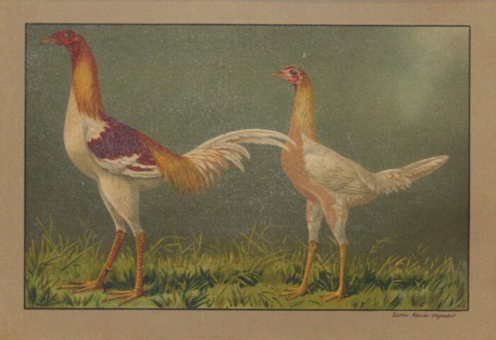 GALLO E GALLINA