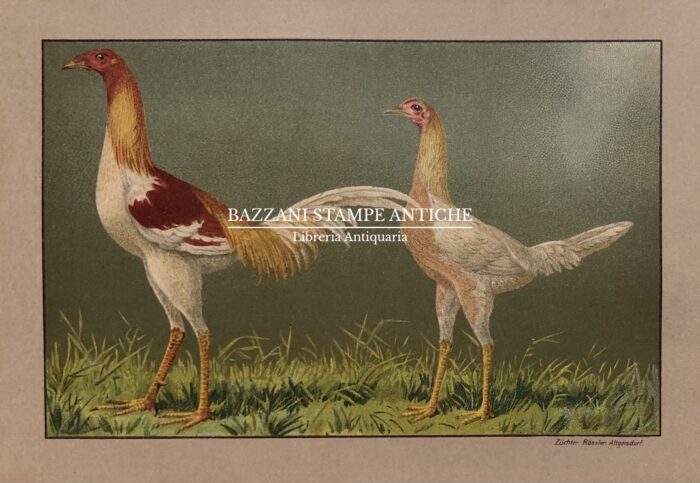 GALLO E GALLINA