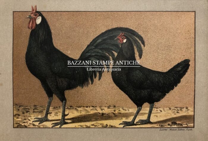 GALLO E GALLINA