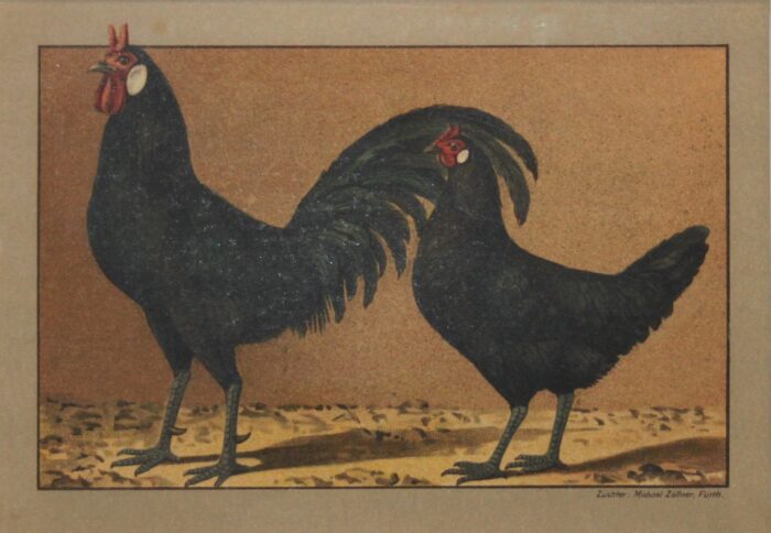 GALLO E GALLINA