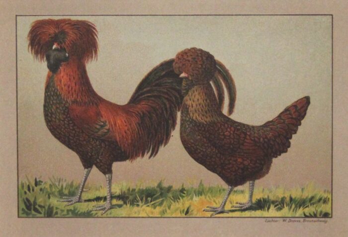GALLO E GALLINA