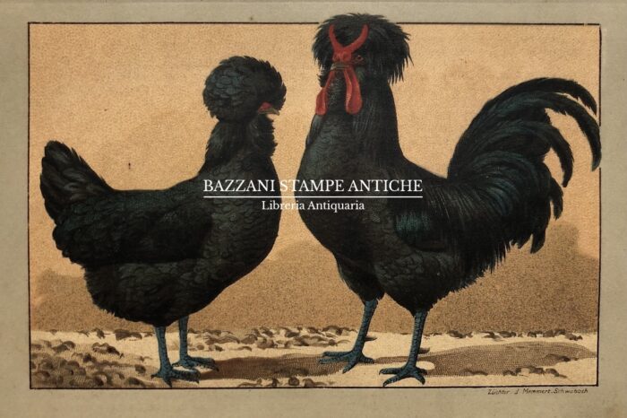 GALLO E GALLINA