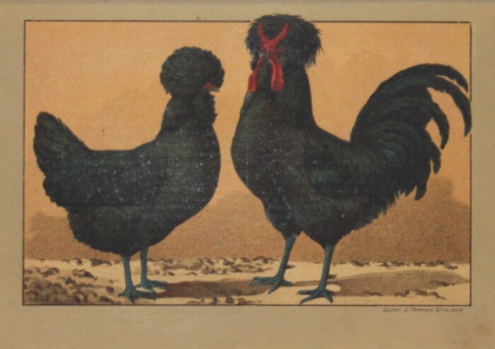 GALLO E GALLINA