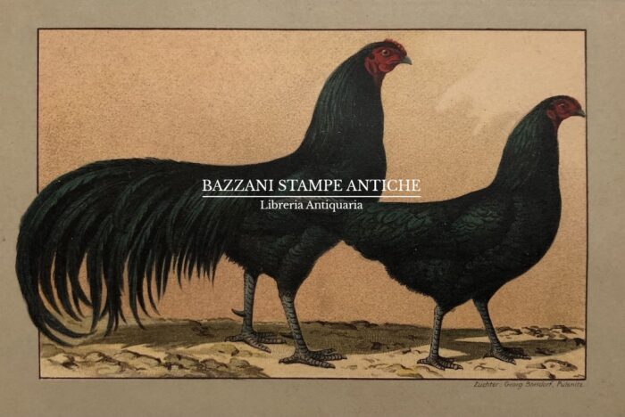 GALLO E GALLINA