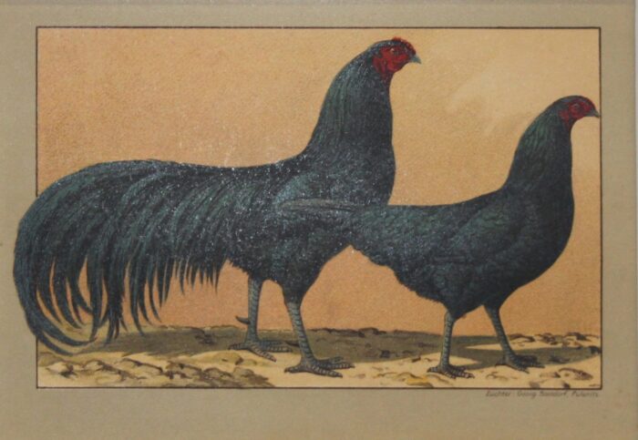 GALLO E GALLINA