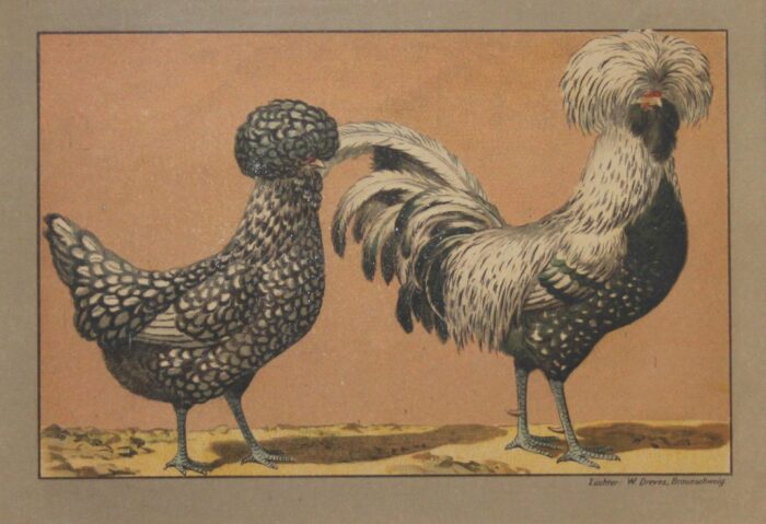GALLO E GALLINA