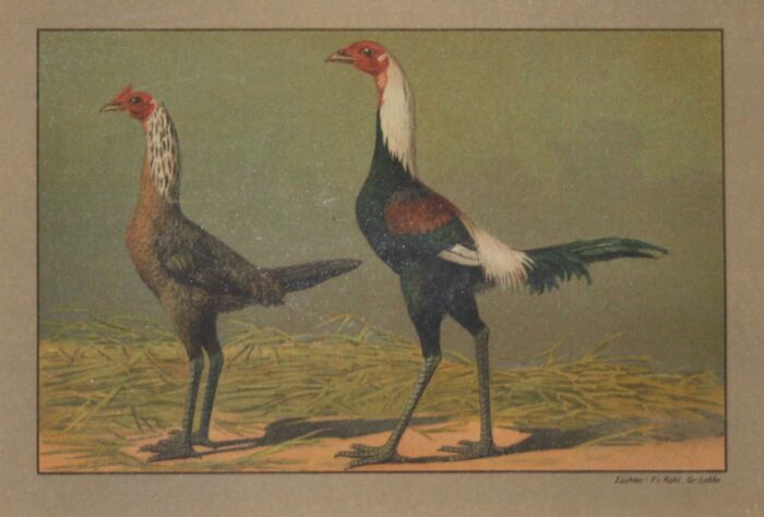 GALLO E GALLINA