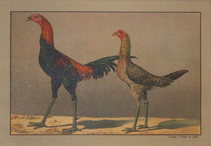 GALLO E GALLINA