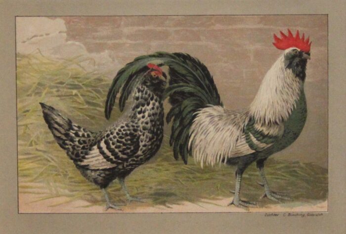 GALLO E GALLINA