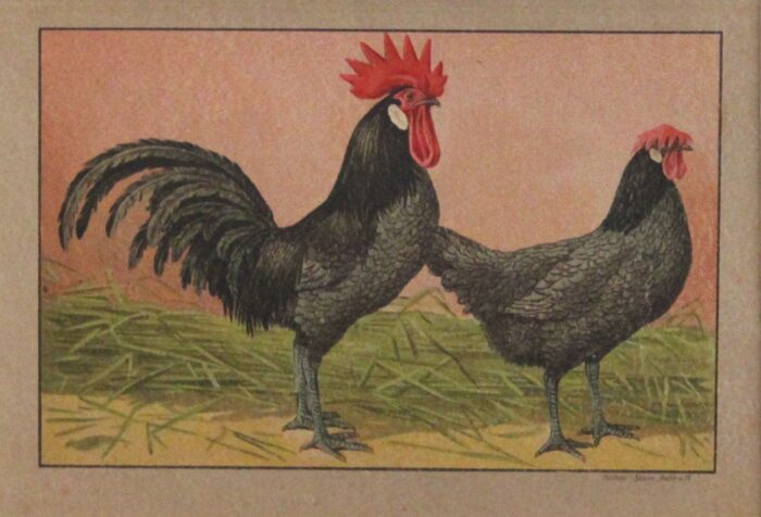 GALLO E GALLINA