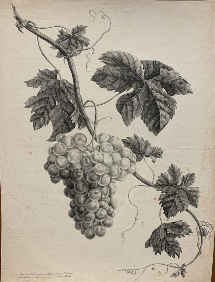 UVA