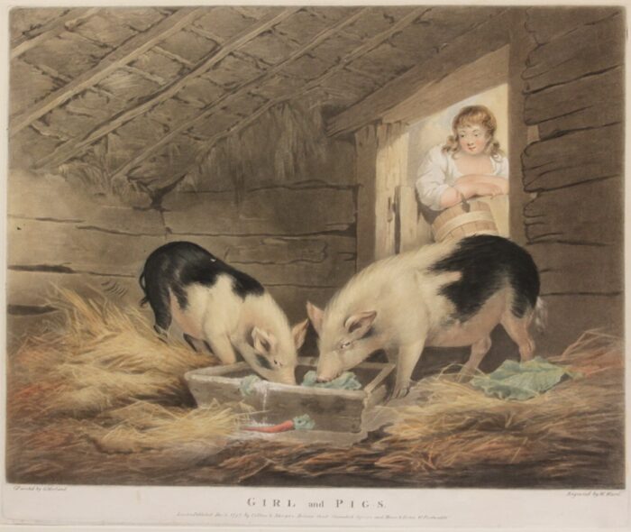 GIRL AND PIGS - (ALLEVAMENTO DEI MAIALI)