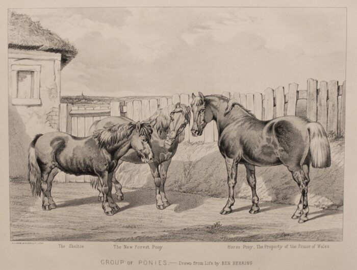 GROUP OF PONIES