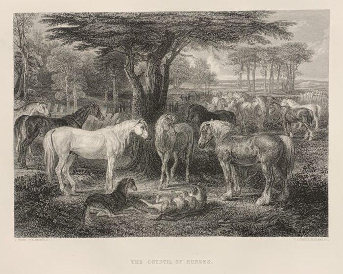 CAVALLI - THE COUNCIL OF HORSES
