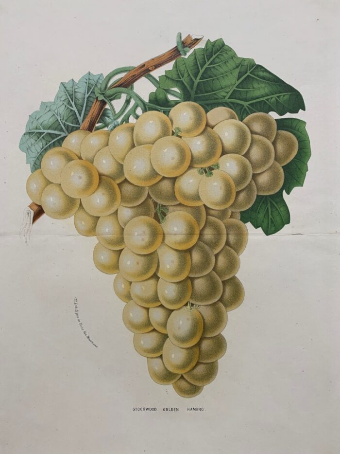 UVA - STOCKWOOD GOLDEN HAMBRO