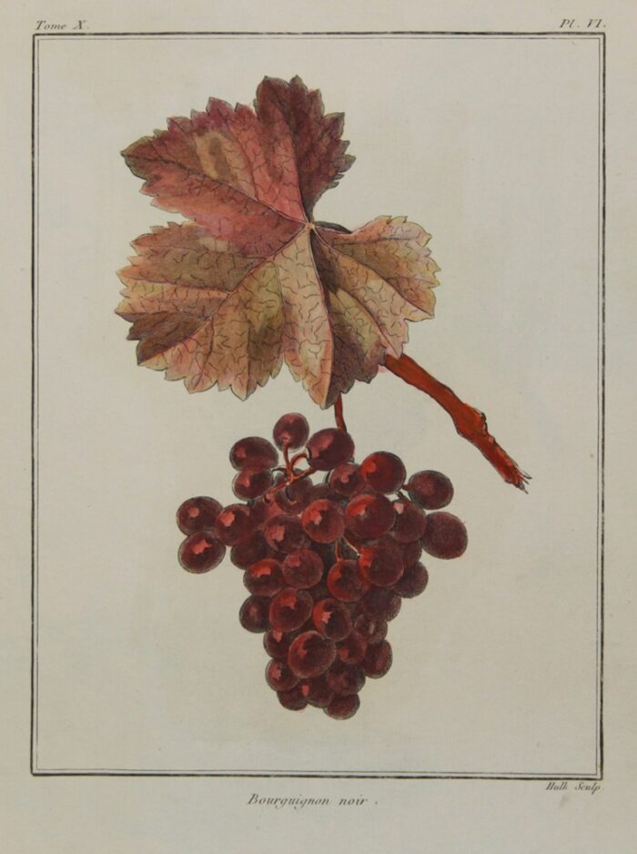 UVA - BOURGUIGNON NOIR
