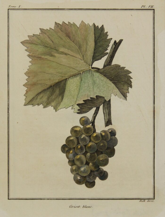 UVA - GRISET BLANC