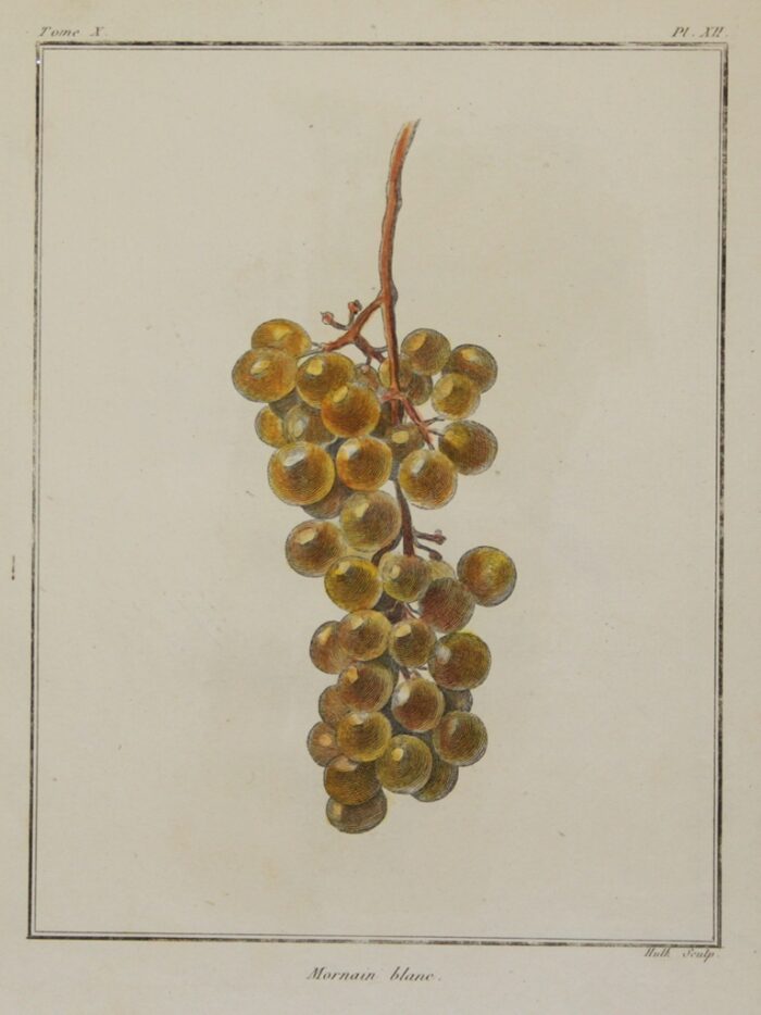 UVA - MORNAIN BLANC