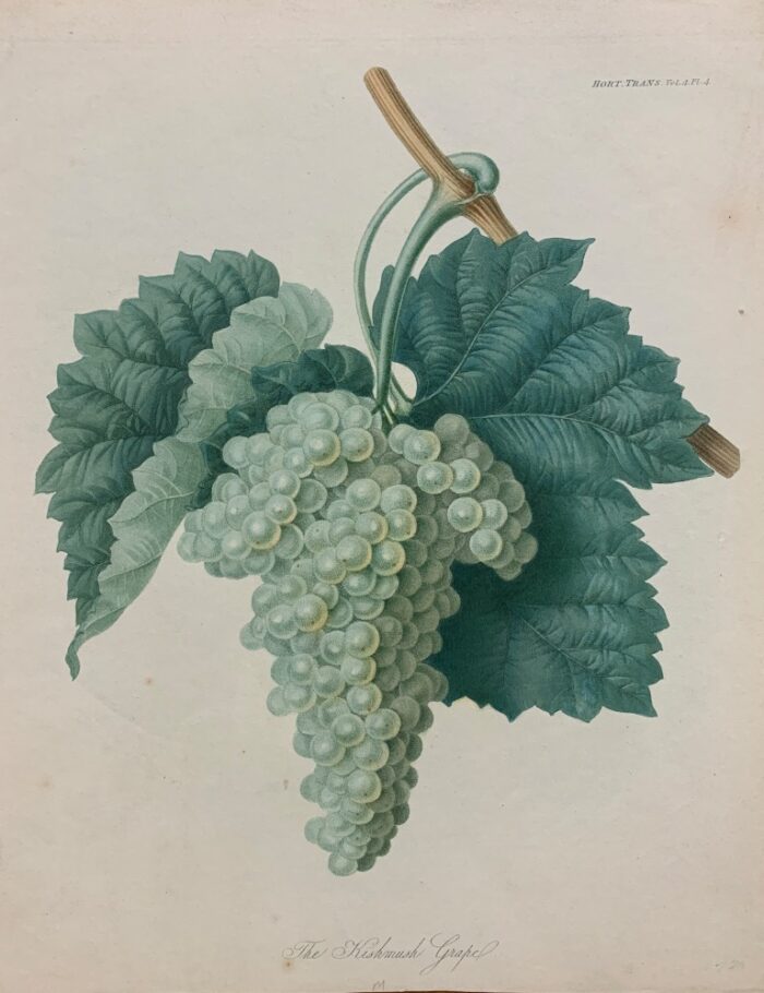 THE KISHMUSH GRAPE