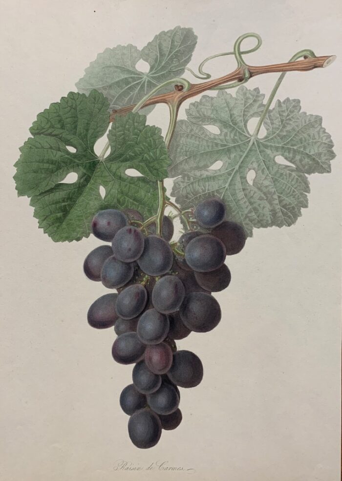 RAISIN DE CARMES