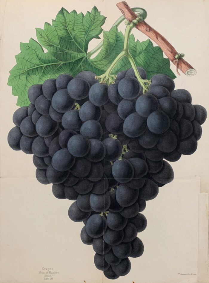 MUSCAT HAMBRO