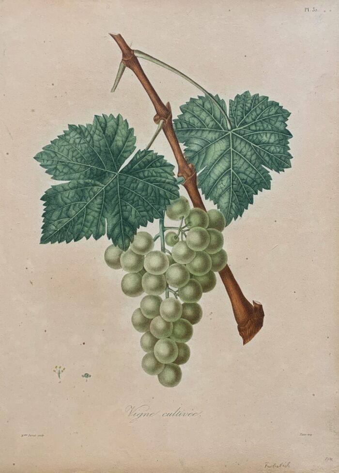 VIGNE CULTIVÉE