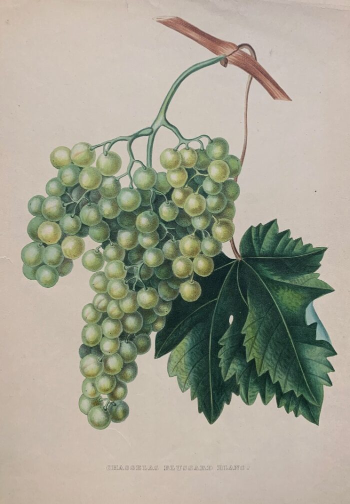 CHASSELAS BLUSSARD BLANC