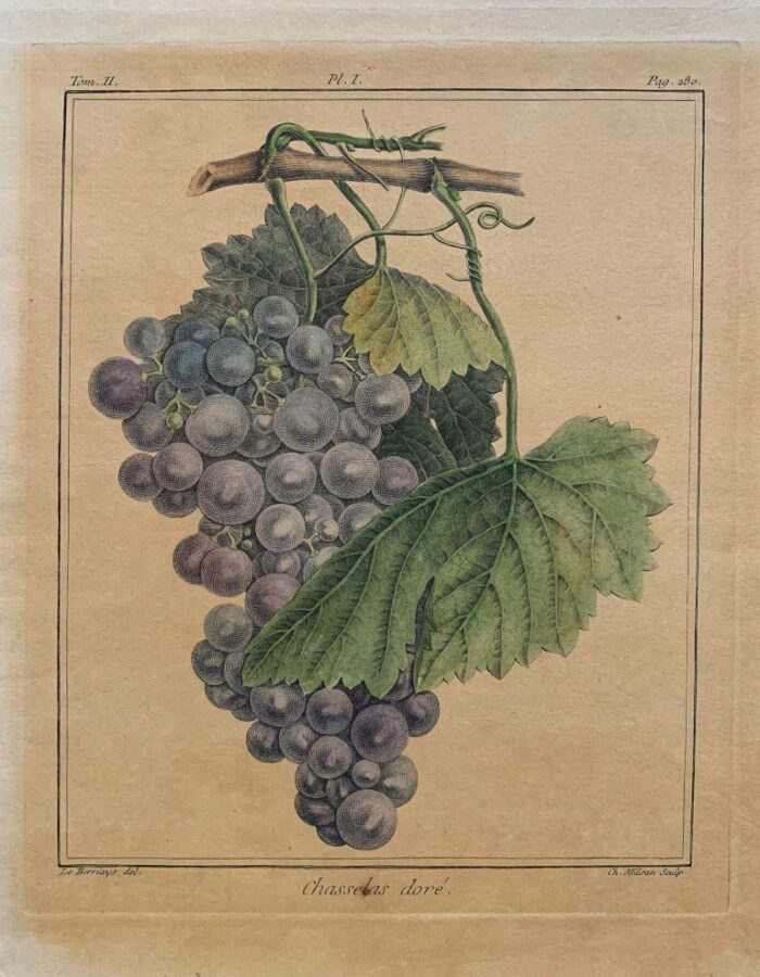 CHASSELAS DORÉ