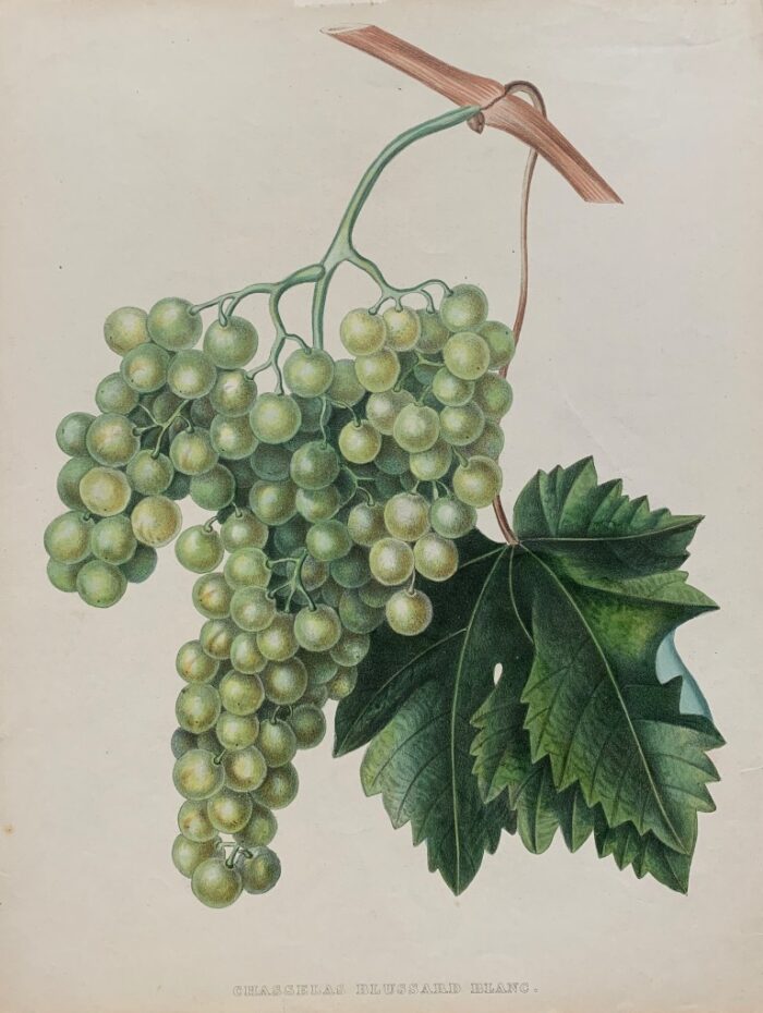 CHASSELAS BLUSSARD BLANC