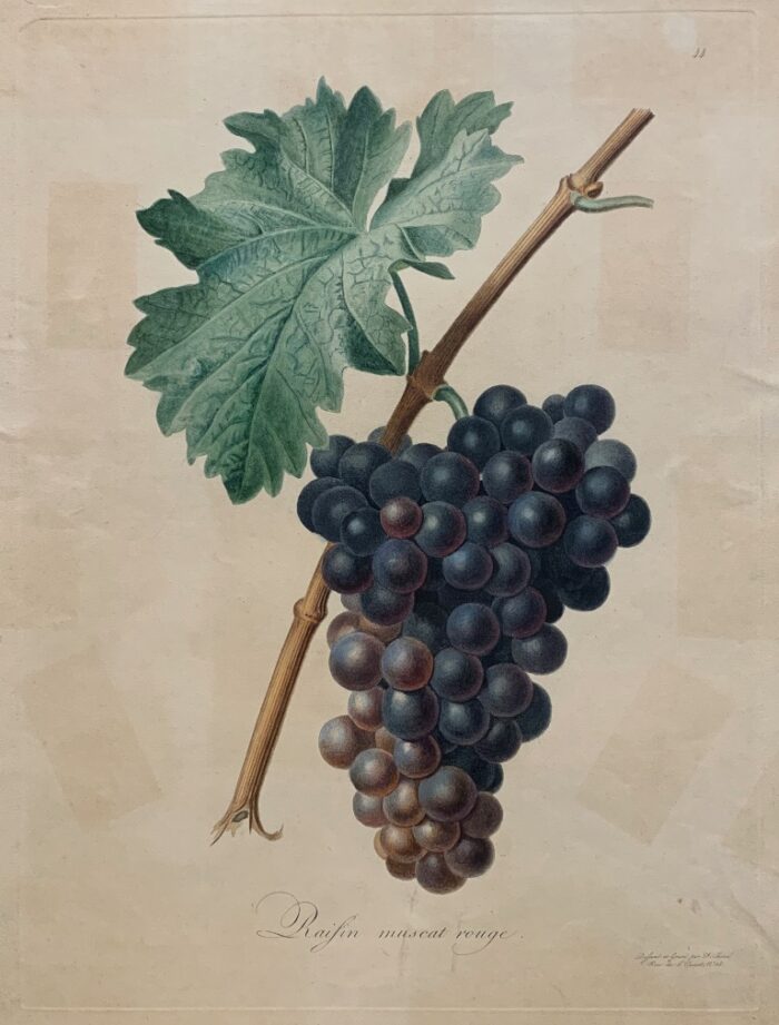 RAIFIN MUSCAT ROUGE