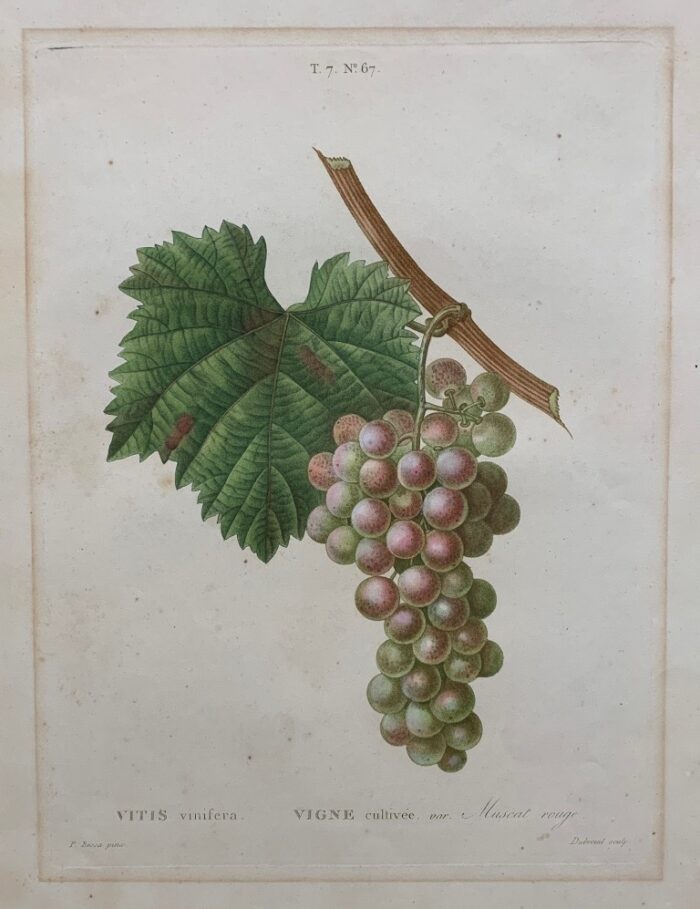 VITIS VINIFERA - MOSCATO ROSSO