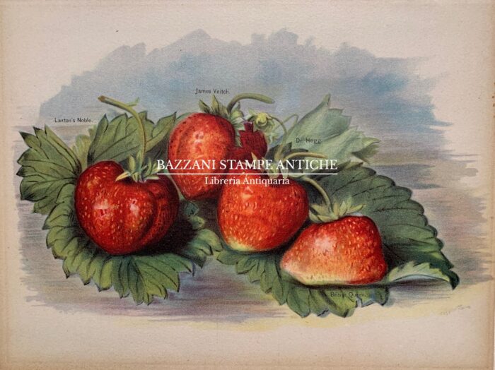 FRAGOLE