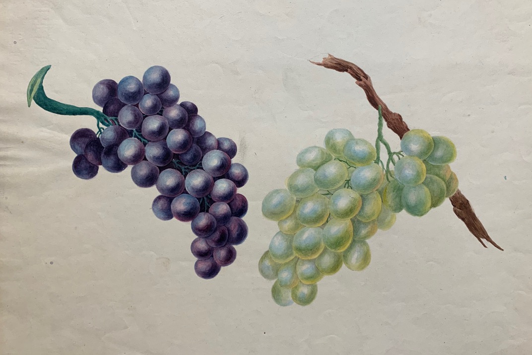 Grappoli D'Uva Artificiali Decorativi In Gomma Smerigliata - 12 Pezzi (Nero, Rosso, Verde, Viola) Per Bomboniere, Centrotavola, Feste A Tema Vino