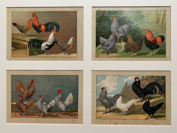 GALLI E GALLINE (4 TAVOLE)