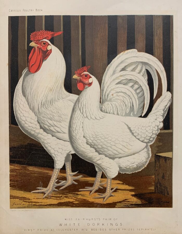 GALLO E GALLINA - WHITE DORKINGS