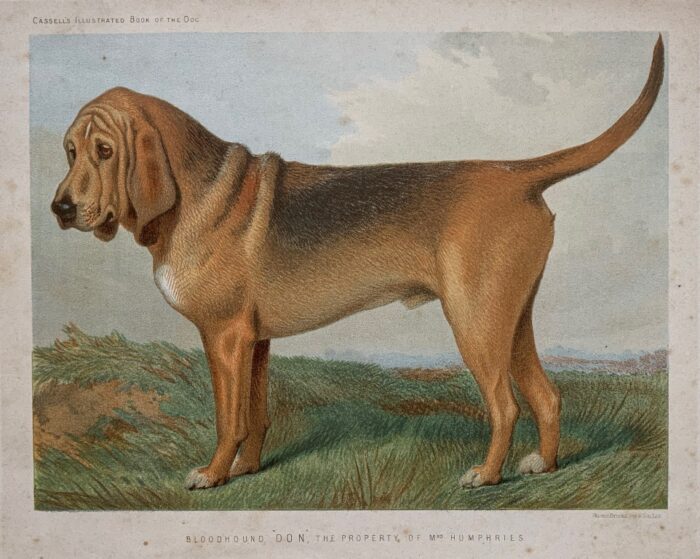 BLOODHOUND "DON"