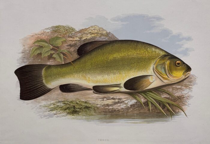 TINCA - TENCH