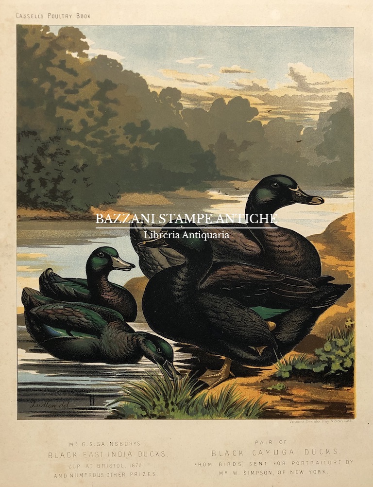 ANATRE - BLACK EAST INDIA DUCKS - BLACK CAYUGA DUCKS